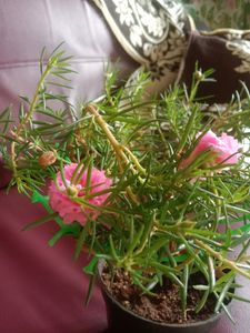 Button Rose Or Time Flower In The Shape Of Bonsai