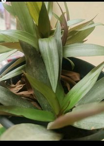 Any 8 Plant