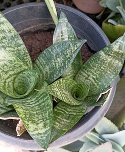 3 Variety Of Sensiviria (Pups)