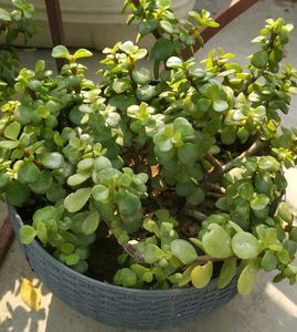 Combo Of 4 Plants