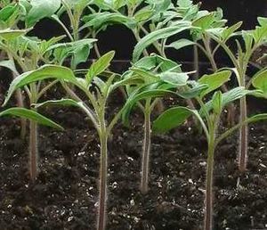 Healthy Tomato Seedlings or Saplings