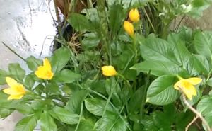 Brand New Piece Yellow Rain Lily Flowers Bulb
