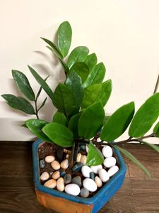 ZZ Plant 2 bulbs (15 Inches)
