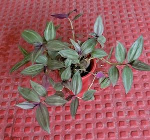Tradescantia zebrina Plant &amp; Pot