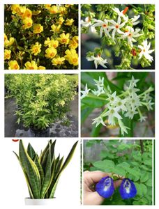 plants