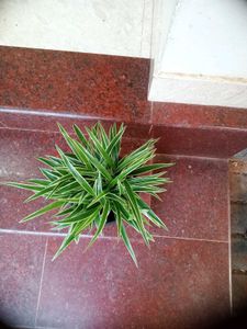 5 Live Root Plants