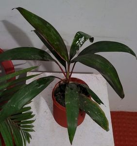 Dracaena Mahatma Plant 🪴 &amp; Pot