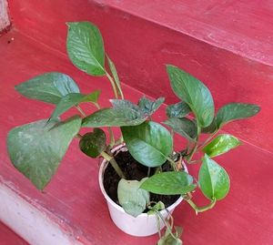 Pack 2 Nevernever &amp; Money Plant 🌵&amp; Pot