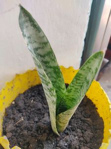 COMBO ALOEVERA&amp; SNAKE PLANTS