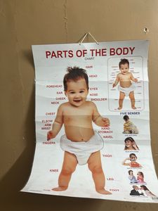Parts of the Body Chart for Kids