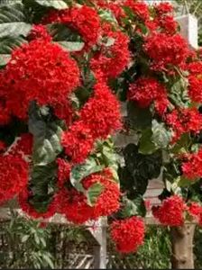 Plants/Flaming Glory Vine