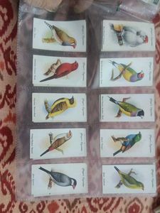 Vintage Bird Cards