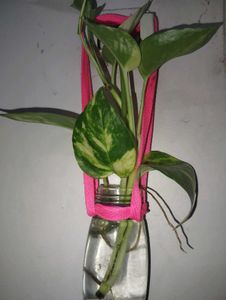 Combo Of money plant , Portulaca and nagdo