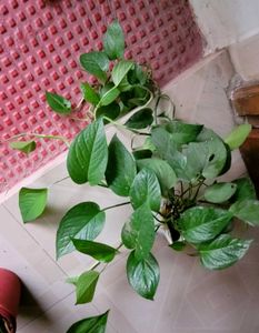Set 2 Money &amp; Dieffenbachla Segulne Plants