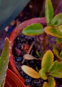 Combo Of 3 Low Maintenance Plants