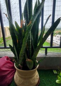 Snake Plant Without Pot