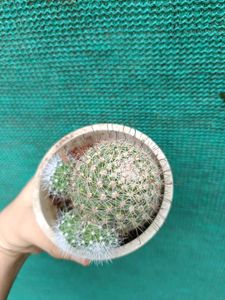 Mammillaria Cactus