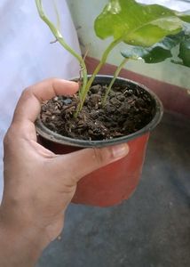 Beautiful epipremnum pinnatum albo Plant