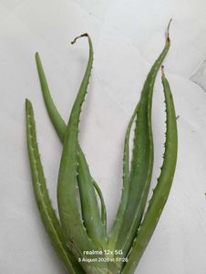 Vibrant Green Plant live