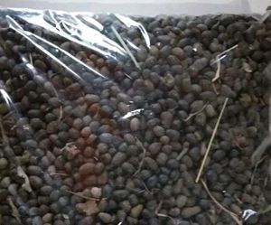 Organic Goat Manure For Plants