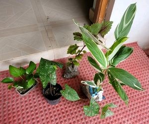4 Set Plants🪴