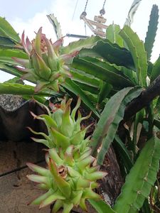 Dragon Fruit Live Plant
