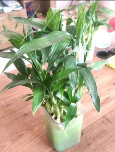 Bamboo Saplings 15 Inch Average Height