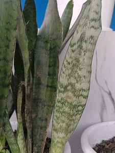 2plants along with roots no pot included