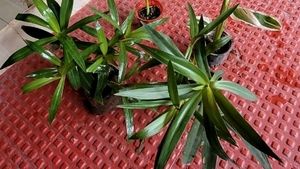Pack 2 Moses in the Cradle Plants 🪴&amp; Pot