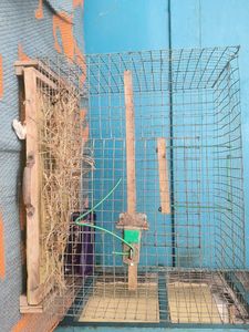 Pet Cage