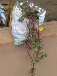 10 "0  Clock Plant