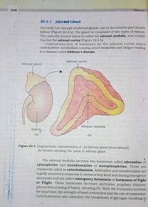 Biology Textbook for Class XI