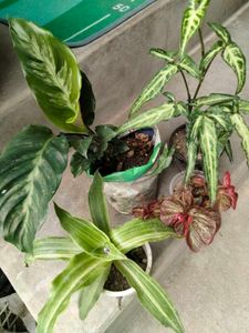 Assorted mix Live Plants Collection combo.