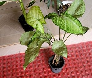 Pack 2 Evergreen Arrowhead Plant 🌵&amp; Pot