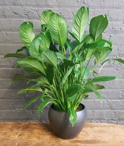 Peace Lily Plant