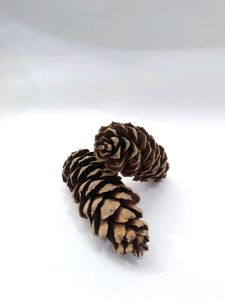 Pinecone Flower From Tibet Set Of 2