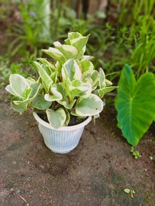 6 plant Variegated Baby Rubber ☘️