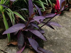 Plants for garden