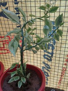 Variegated Devil's Backbone Plant