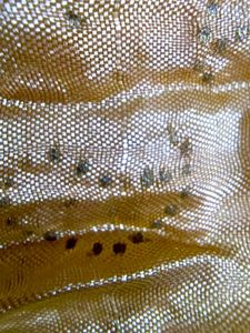 Gold Dupatta