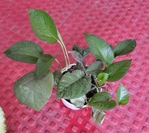 Pack 2 Nevernever &amp; Money Plant 🌵&amp; Pot