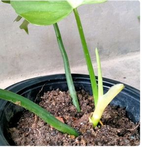 Philendradon Bennifoluim