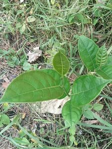 Jackfruit Plant