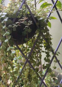 live plant 🌿 turtle vine