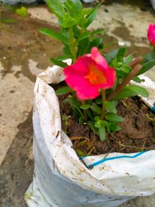 10 "0 clock Live Plant