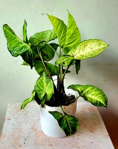 arrowhead Plant 🏝 & Pot