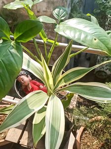 Variegated Bamboo Plant