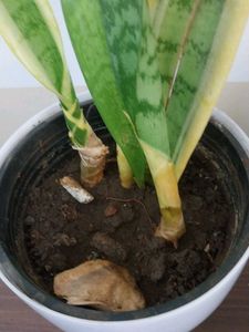 Snake Plant in White Pot