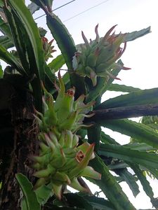 Dragon Fruit Live Plant
