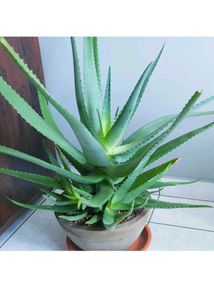 Healthy Aloe Vera Plant